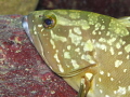   Juvenile Dusky Grouper resting rock tunnel Inland Sea Gozo. ISO 250 30.5 Mmm EV f4.5 160 flash. Gozo 305 30 f/4.5, f/45, f/4 5, f4.5, 4.5, 1/60 60 flash  